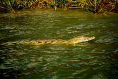 巨大的鳄鱼卡津加香奈儿水域