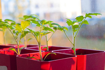 幼苗锅窗口春天种植首页种植蔬菜农业行业花园生态产品绿色培养园艺文章种植种子