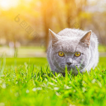 灰色的猫谎言草坪上宠物走宠物害怕街文章走猫文章恐惧街宠物英国品种猫走动物冠状病毒走新鲜的空气