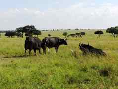 集团非洲水牛放牧非洲萨凡纳