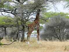 孤独的长颈鹿吃金合欢叶子非洲萨凡纳