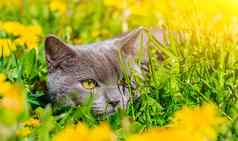 灰色的猫坐着蒲公英猫花美丽的照片封面笔记本专辑谜题明亮的照片猫猫英国品种宠物走恐惧宠物