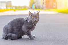 走猫利用宠物走宠物害怕街文章走猫文章恐惧街宠物英国品种猫猫坐着人行道上走动物冠状病毒