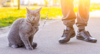 走猫利用宠物走宠物害怕街文章走猫文章恐惧街宠物英国品种猫猫坐着人行道上<strong>走动</strong>物冠状病毒