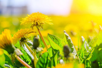 场蒲公英文章夏天花美丽的黄色的花背景光明亮的夏天阳光明媚的花