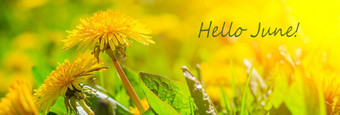 6月花横幅6月季节夏天蒲公英黄色的夏天花蒲公英花的地方文本明亮的黄色的花绿色草