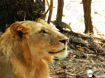 特写镜头美丽的成人狮子非洲萨凡纳