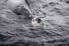 特写镜头巨大的南部鲸鱼新兴冷海洋水域hermanus