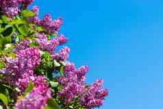 淡紫色分支机构背景蓝色的天空开花布什蓝色的天空粉红色的淡紫色夏天复制痉挛