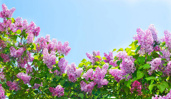 淡紫色分支机构背景蓝色的天空开花布什蓝色的天空粉红色的淡紫色夏天复制痉挛
