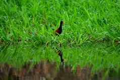 鸟亚马逊热带雨林里约黑色巴西