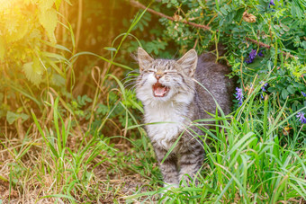 虎斑猫说谎草房子猫走美丽的猫封面范围动物猫喵喵叫