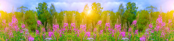 野生花ivan-tea很多场夏天花粉红色的花花横幅夏天图片花夏天季节