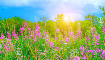 野生花ivan-tea很多场夏天花粉红色的花花横幅夏天图片花夏天季节