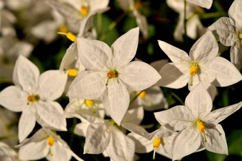 特写镜头美丽的茉莉花<strong>茄</strong>属植物花