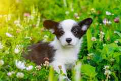 狗威尔士矮脚狗小狗草小狗坐在草相机宠物美丽的可爱的狗概念照片狗印刷产品黑色的白色