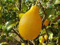 特写镜头柠檬水果柠檬树
