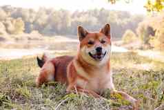 秋田犬犬儒狗走公园美丽的狗夏天走狗狗草狗照片概念印刷产品可爱的狗