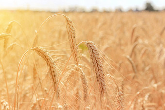 场小麦<strong>耳朵</strong>小穗降低了头成熟的作物收获小麦广告面包广告锋利美丽的<strong>照片</strong>小麦作物