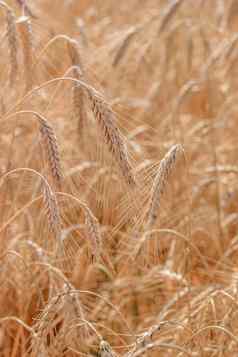 小麦场背景集合场作物农村景观背景成熟小麦耳朵场阳光场作物场景观