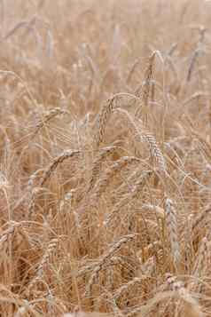 小麦场背景集合场作物农村景观背景成熟小麦耳朵场阳光场作物场景观