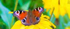 荨麻疹蝴蝶坐在黄色的花美丽的蝴蝶昆虫昆虫花蝴蝶花