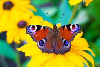 荨麻疹蝴蝶坐在黄色的花美丽的蝴蝶昆虫昆虫花蝴蝶花