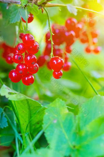 分支红色的醋栗红色的浆果收获夏天红色的浆果醋栗分支挂起绿色植物复制空间