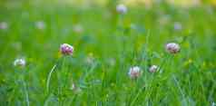 花背景三叶草草美丽的照片三叶草粉红色的花三叶草绿色草背景文章药用草本植物Herbal背景复制空间