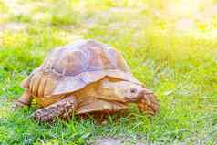 大乌龟爬草慢动物动物野生乌龟草动物壳牌自然文章海龟护理