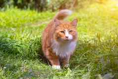 红色的猫绿色草宠物普通的猫猫走走宠物恐惧眼睛动物照片印刷产品