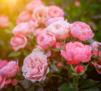 郁郁葱葱的布什玫瑰照明美丽的玫瑰文章有<strong>爱心</strong>的玫瑰灌木花<strong>照片</strong>印刷产品粉红色的花