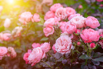 郁郁葱葱的布什玫瑰照明美丽的玫瑰文章有<strong>爱心</strong>的玫瑰灌木花<strong>照片</strong>印刷产品粉红色的花
