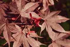 关闭日本掌状的枫木独特的红色的叶子