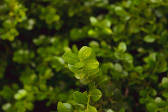 特写镜头蓬<strong>勃发</strong>展的布克萨斯圆叶植物