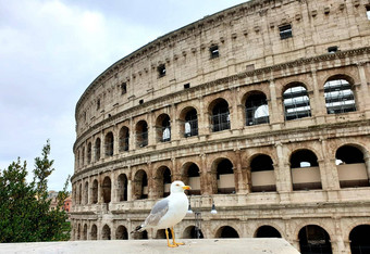 视图罗马圆形大剧场游客由于检疫海鸥