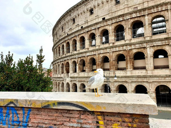 视图罗马圆形大剧场游客由于检疫海鸥