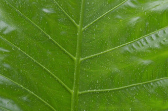关闭下降<strong>雨滴</strong>水绿色血管植物叶夏天季风<strong>雨滴</strong>绿色树叶子美丽的多雨的季节摘要纹理模式自然背景股票照片