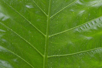 关闭下降雨滴水<strong>绿色</strong>血管植物叶夏天<strong>季</strong>风雨滴<strong>绿色</strong>树叶子美丽的多雨的<strong>季</strong>节摘要纹理模式自然背景股票照片