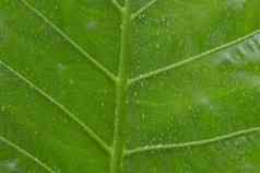关闭下降雨滴水绿色血管植物叶夏天季风雨滴绿色树叶子美丽的多雨的季节摘要纹理模式自然背景股票照片