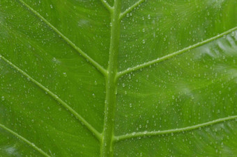 关闭下降雨滴水绿色血管植物叶夏天季风雨滴绿色树叶子美丽的多雨的季节摘要纹理模式自然背景股票照片