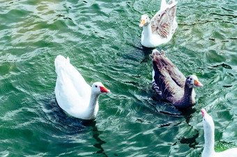 可爱的鸭子享受夏天湖