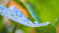 环境新鲜自然概念宏大waterdrops绿色叶雨美丽的叶纹理