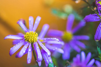 紫色的花雨壁纸宏水滴紫色的开花