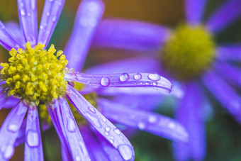 紫色的花<strong>雨</strong>壁纸宏水滴紫色的开花
