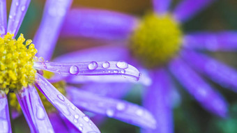 紫色的花雨壁纸宏水滴紫色的开花