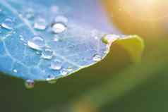 环境新鲜自然概念宏大waterdrops绿色叶雨美丽的叶纹理