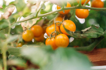 很多黄色的樱桃西红柿温室迷你西红柿束美味的多汁的西红柿花园照片日益增长的健康的有机西红柿花园