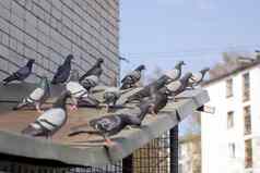 灰色鸽子坐屋顶城市街