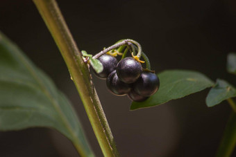 非洲<strong>茄</strong>属植物<strong>茄</strong>属植物nigrum